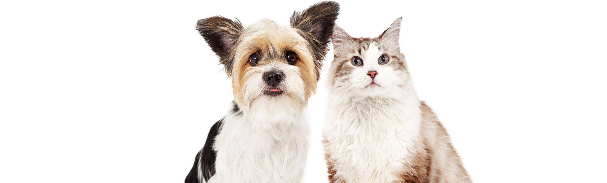 Dog and Cat Header