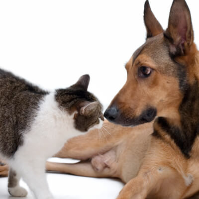 Dog and cat nose to nose