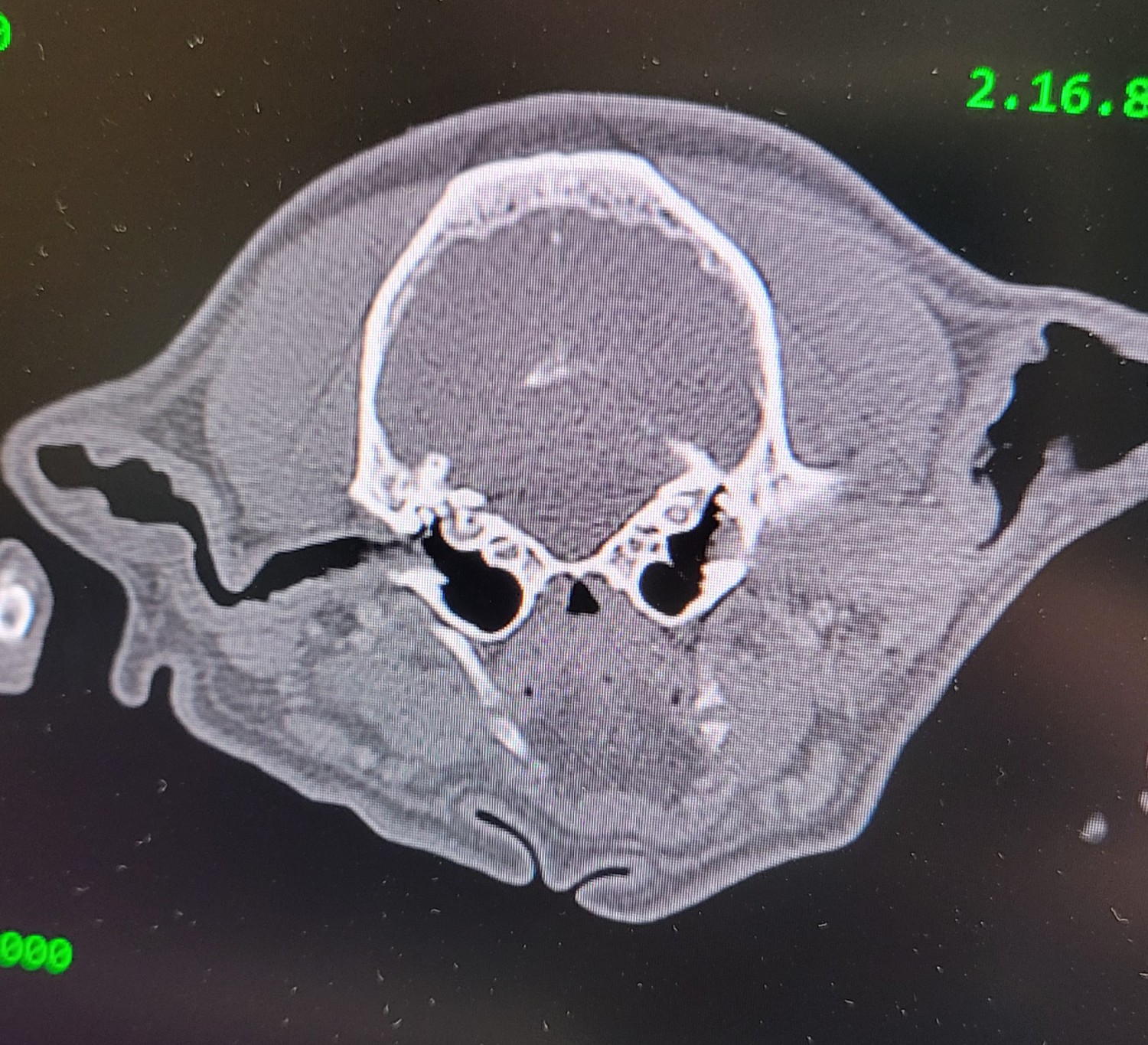 CT of dog ear canals