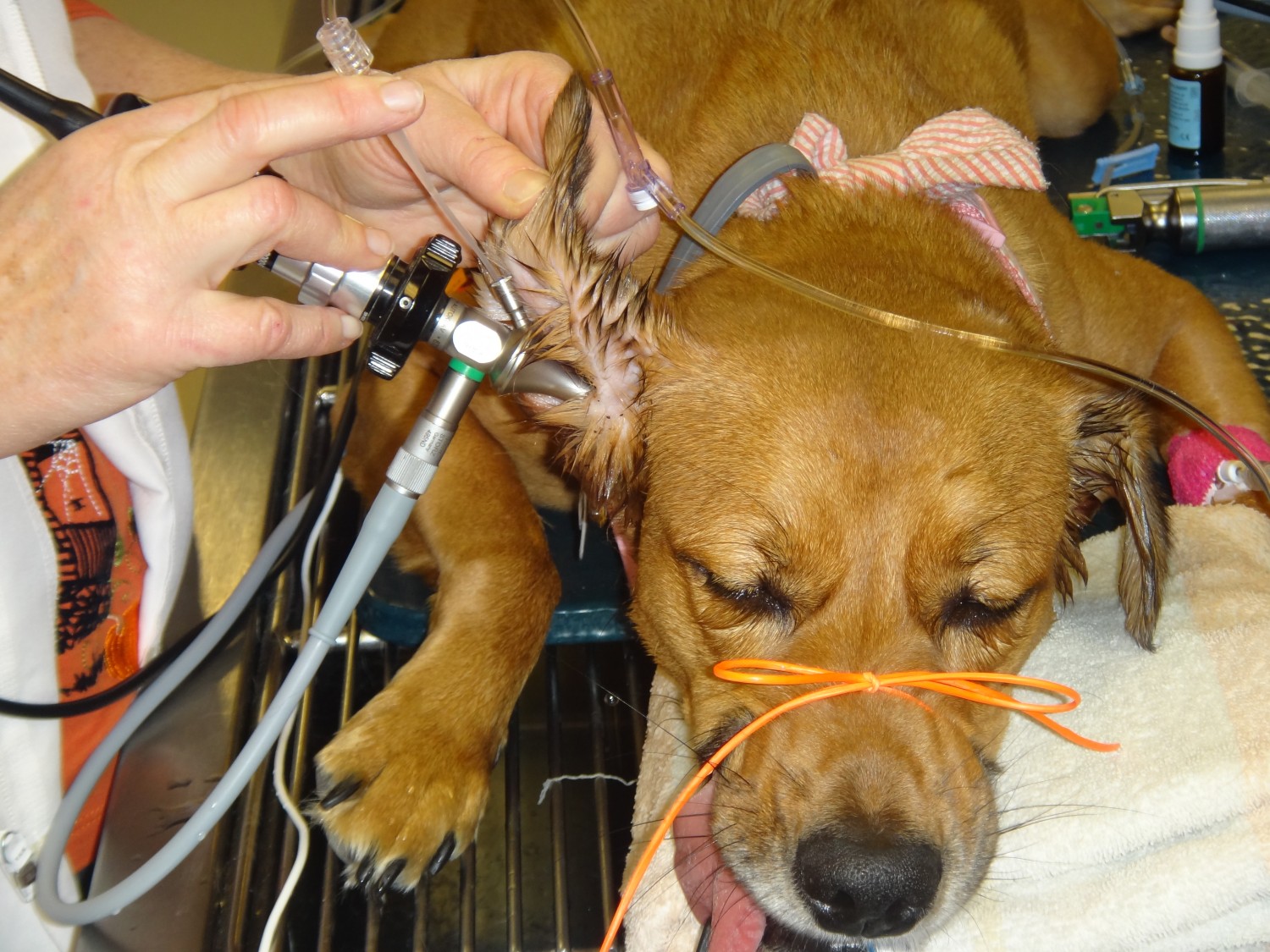 Dog under anesthesia during video otoscopy procedure