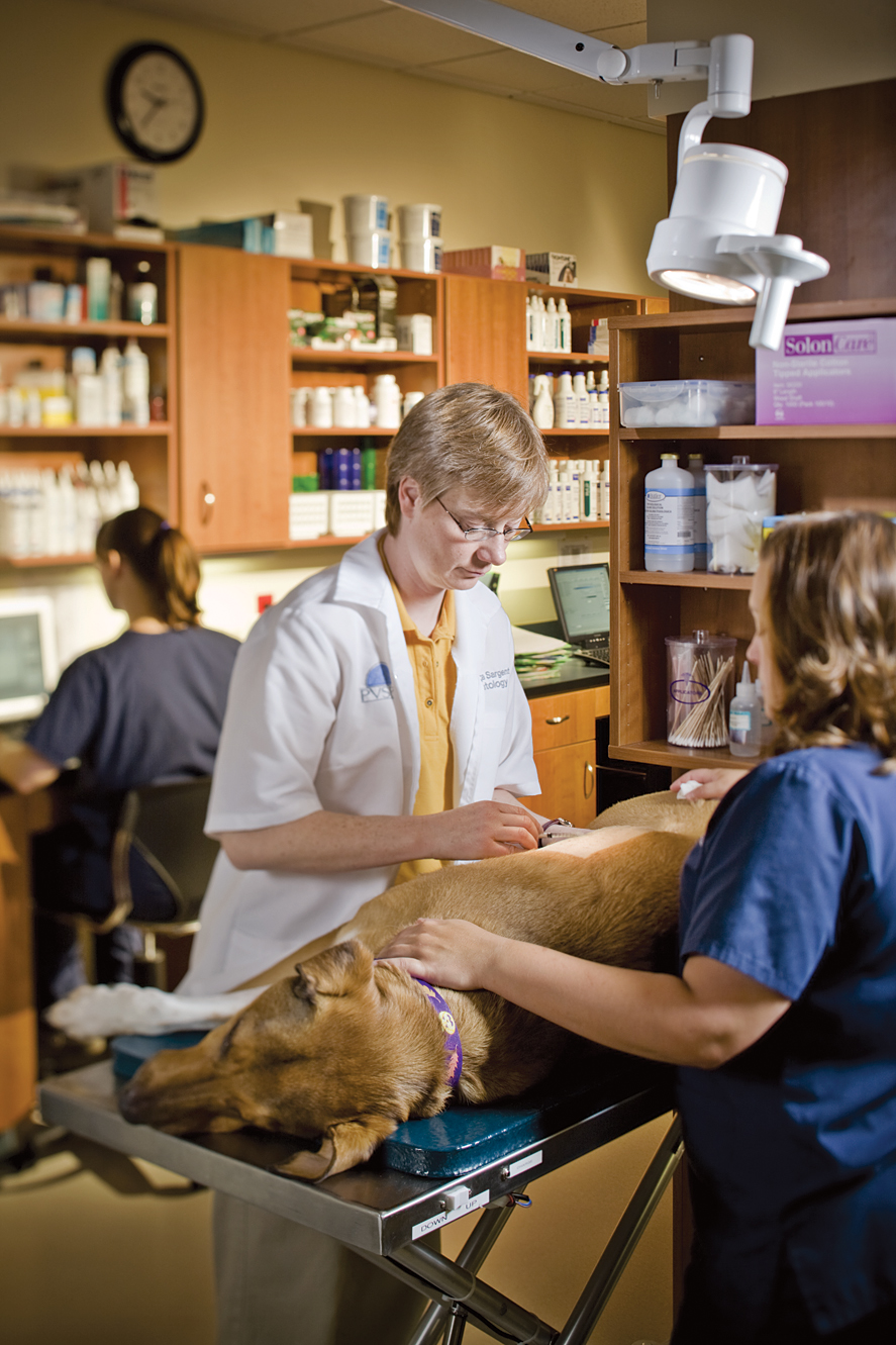 Dr. Sargent reads a skin allergy test on a dog.