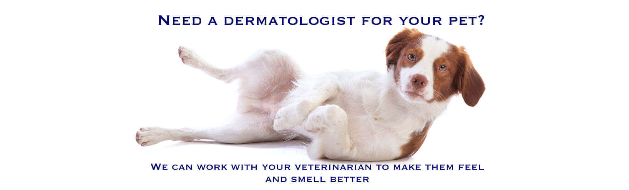 4 Vet Dermatologist, Skin Vet, Allergies, Skin Infections, Ear Infections, Itchy Skin